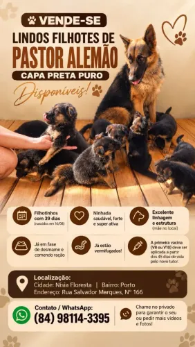 VENDE-SE LINDOS FILHOTES DE PASTOR ALEMÃO