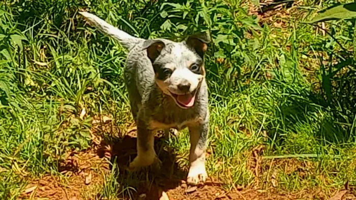 BLUE heeler puros 