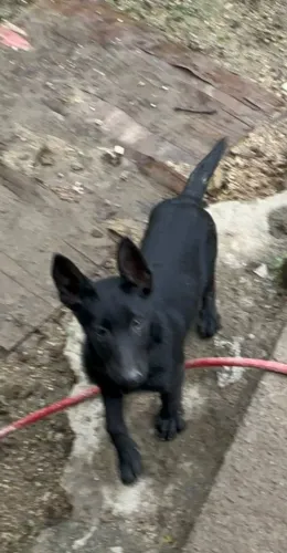 Lindo filhote macho de pastor belga de malinois blek