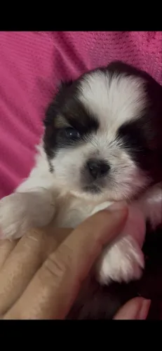 Shih tzu macho