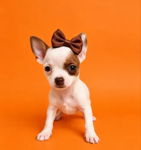 Pinscher Encantadora Preço Especial