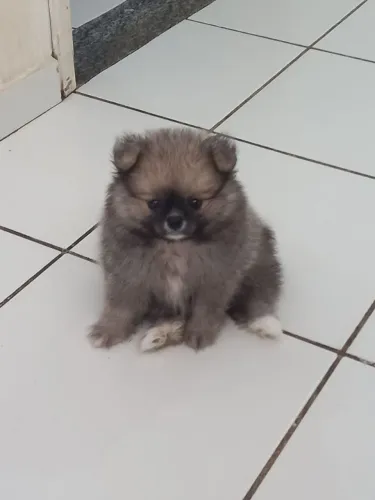 Spitz alemão- Lulu da Pomerania