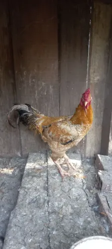 Vendo galo