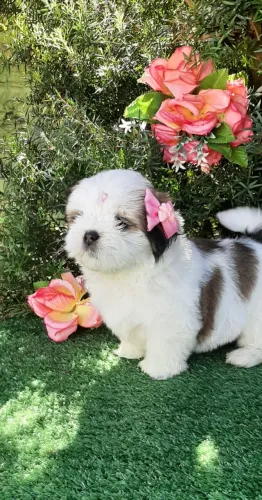 Linda Baby Shih-tzu ja sendo educada a fazer xixi no tapetinho, entrego vacinada .