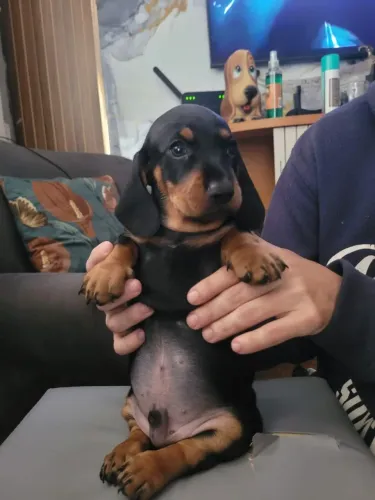 Dachshund ( salsicha)