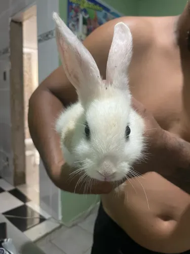 Doação de coelho