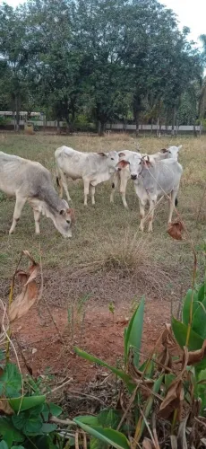 Vende se 4 novilhas de aproximadamente 250 kg de 13 a 15 meses