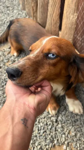 Dachshund pelo longo
