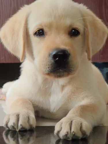 Filhotes De Labrador - Seus Dias Ficarão Mais Felizes Com Um Novo Amigo