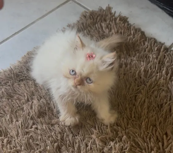 Gata Persa 