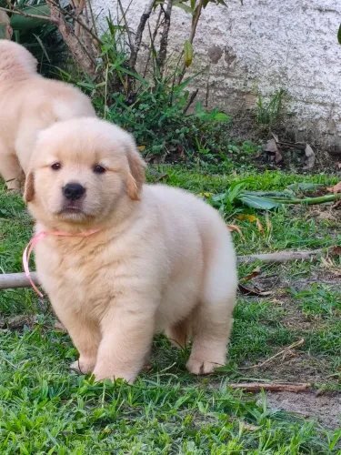 A pronto entrega filhote de Golden. Retriever com pedigree e linhagem CBKC certificada