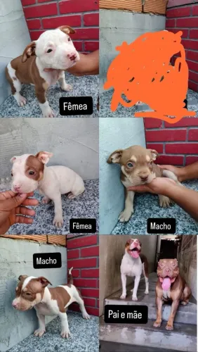 Filhote de American Bully com pit monster