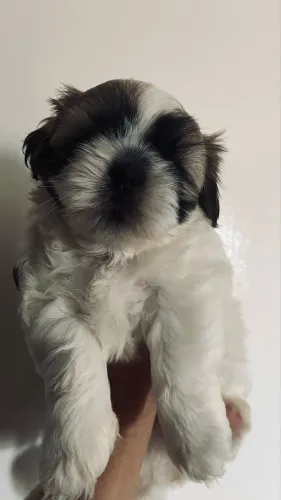 1 filhote shih tzu