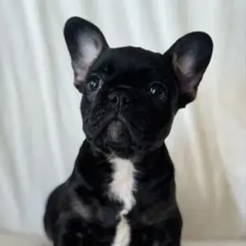Bulldog Francês,Bulldog Francês Filhote Estrutura Perfeita Disponível