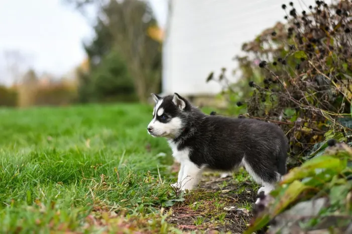 Husky siberiano Seu novo motivo de alegria pode estar te esperando