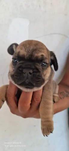 Buldog Francês macho 