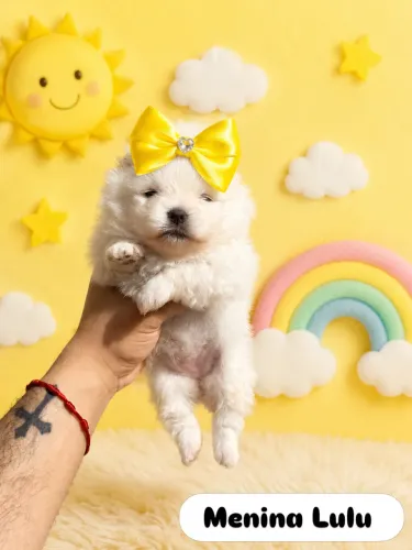 Filhotes de Lulu da Pomerania Anão - Machos e Fêmeas *