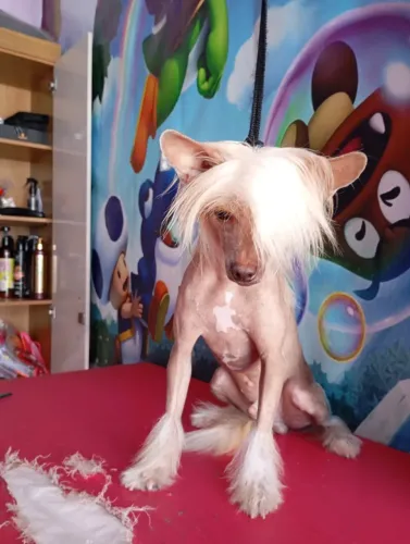 Cão de crista chinês