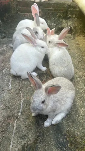 Coelhos