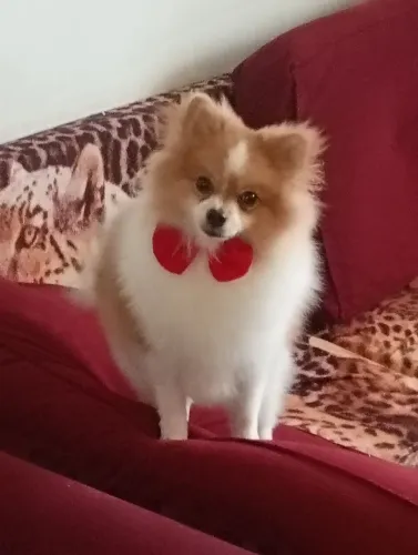 Spitz Alemão (Lulu da Pomerânia) - Macho Disponível para Cobertura