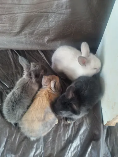 Vendo Lindos Coelhos Filhotes  $ 60 