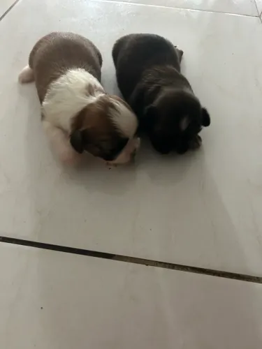 Filhotes de shihtzu