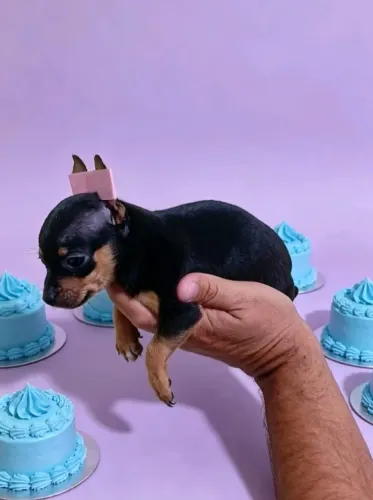 Pinscher companheiro