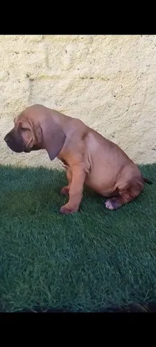 Fila brasileiro