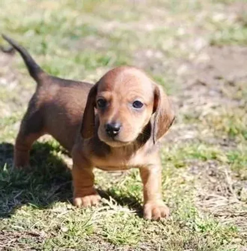 Dachshund,Dachshund Filhote Estrutura Perfeita Disponível