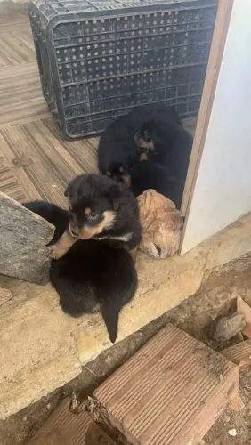 Filhote de rottweiler ótima linhagem!