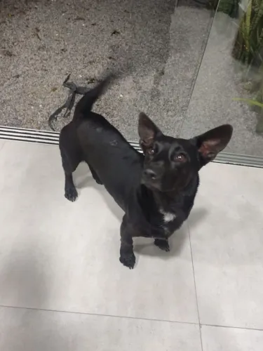 CACHORRO MISTURA SALSICHA 