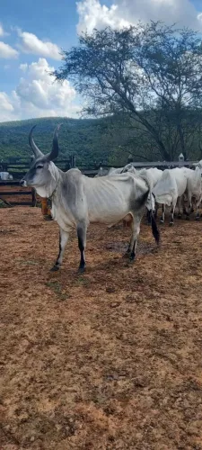 Fazenda com excelente preço em Boa Vista do Tupim R$ 1.500.000,00