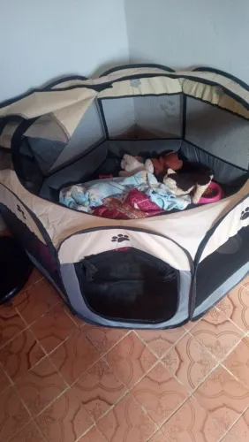 Chiquerinho pr pet
