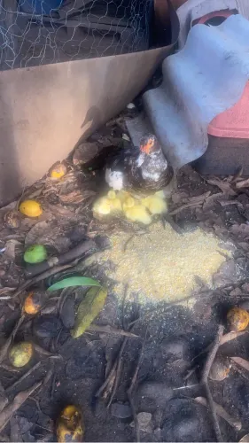 Patos