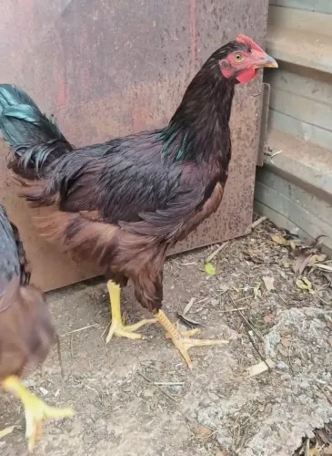 FRANGOS RHODE ISLAND RED