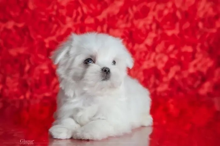 Maltês Micro Extremamente Pequeno e Fofo