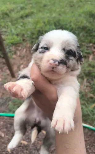 FÊMEAS BORDER COLLIE