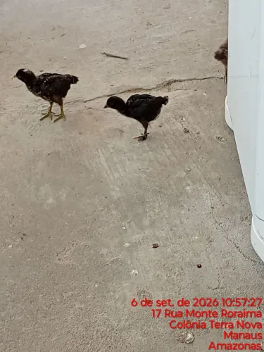 Vende-se pintinhos 