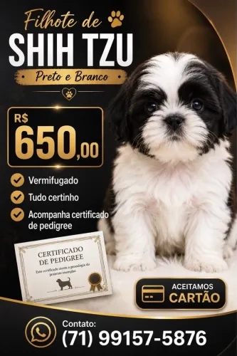 Vende se Shih Tzu - Macho 750,00