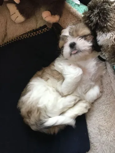 Shih Tzu micro