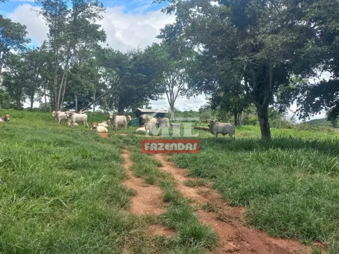 Fazenda de Cultura em Jandaia-GO. Área Total: 30 Alqueires (145 Há).