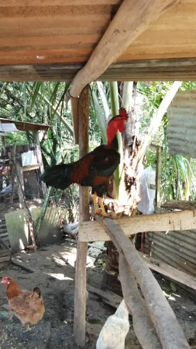 Galo pescoço pelado