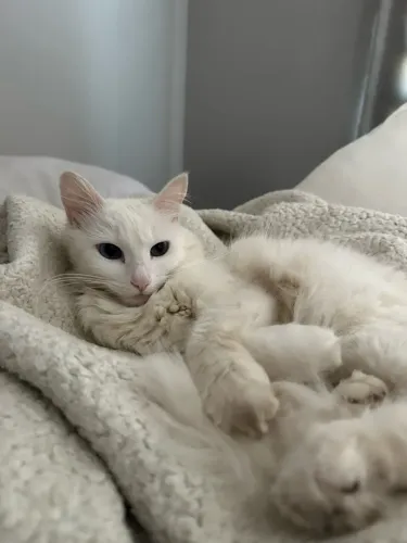 Doação gata linda 