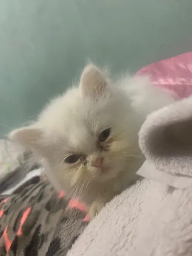 gatinhos persa