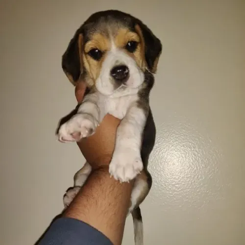 ?Últimos filhotes de Beagle disponíveis?