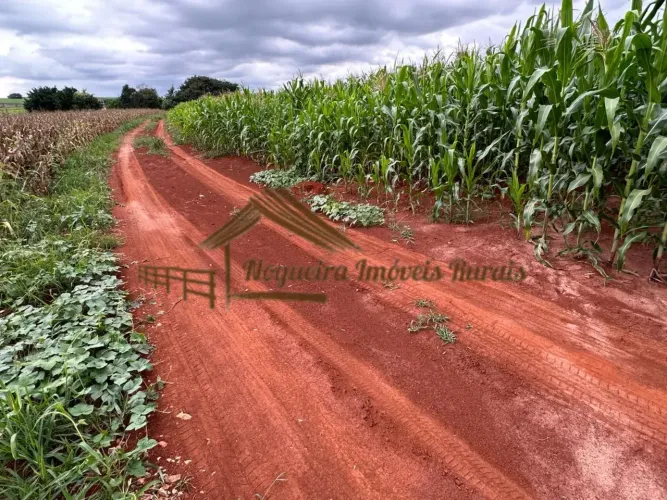 Sitio com 2 alqueires em Cesário Lange-SP