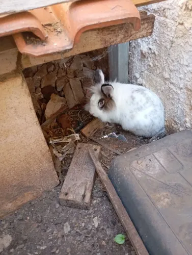 Coelho macho