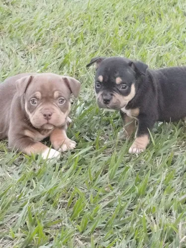 Machinhos de American bull  