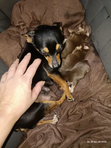 Apenas 1 Pinscher macho disponível, outros e tem dono.