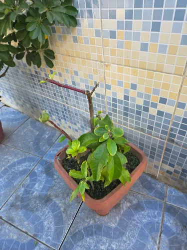 Caqueiros e plantas variadas